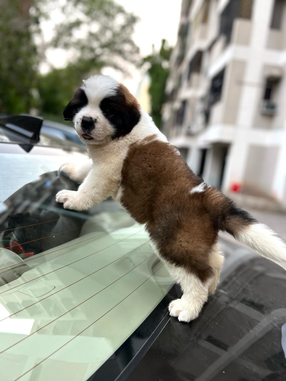 St. Bernard